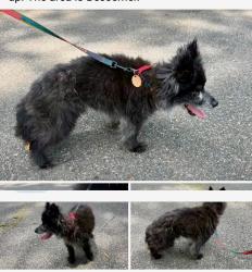 Lost Male Dog last seen Old Tuscaloosa highway, McCalla, AL 35111