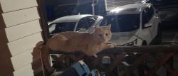 Lost Male Cat last seen Monadnock ln, Manchester, NH 03103