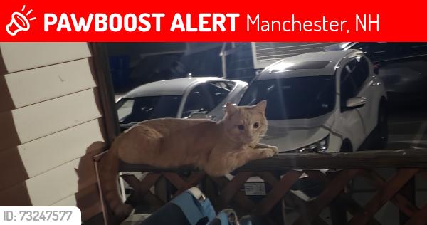 Lost Male Cat last seen Monadnock ln, Manchester, NH 03103