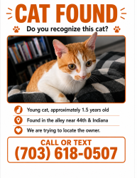 Found/Stray Male Cat last seen 44th and Indiana, Chicago, IL 60653