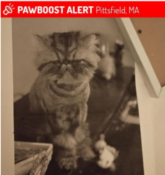 Lost Male Cat last seen High Street and Chickering, Pittsfield, MA 01201