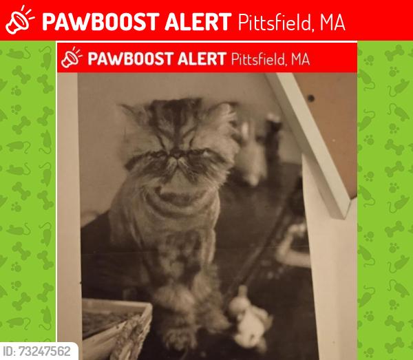 Lost Male Cat last seen High Street and Chickering, Pittsfield, MA 01201