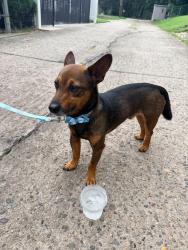 Reunited Male Dog last seen Shelborne & Cottman (Near Jeanes hosp), Philadelphia, PA 19012
