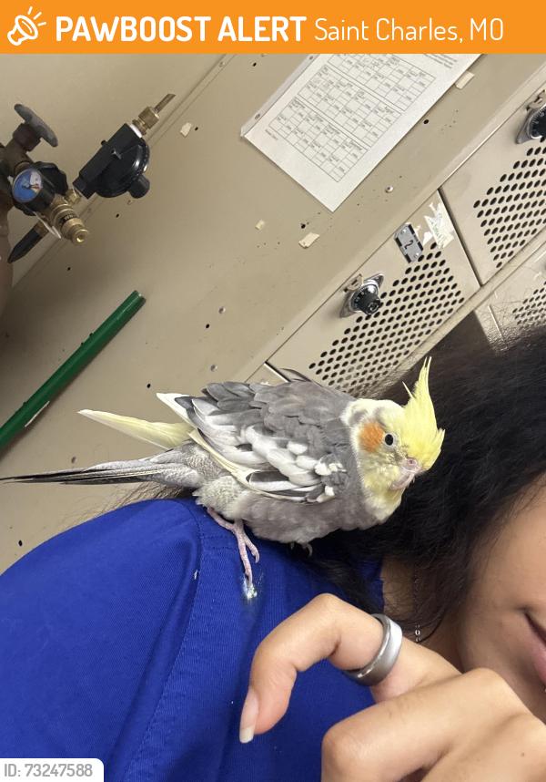 Rehomed Unknown Bird last seen Near S old hwy 94, Saint Charles, MO 63303