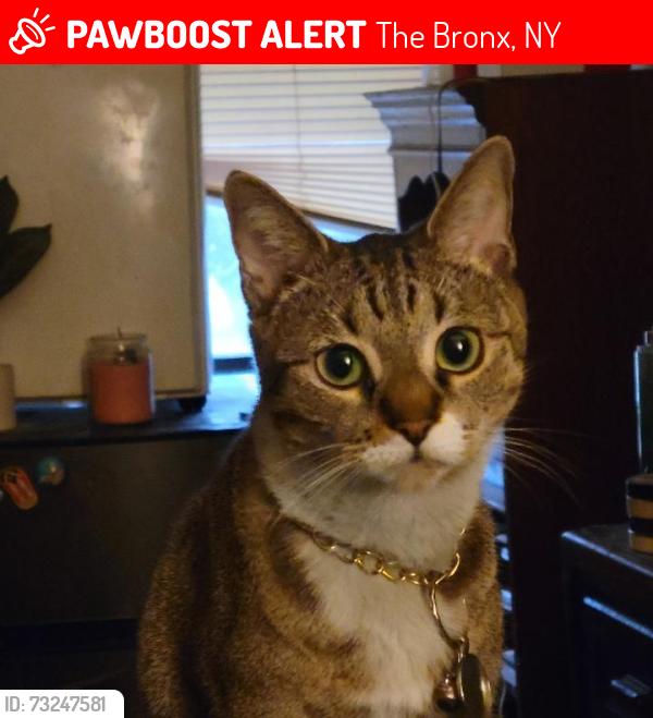 Lost Female Cat last seen Decatur, The Bronx, NY 10467