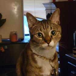 Lost Female Cat last seen Decatur, The Bronx, NY 10467