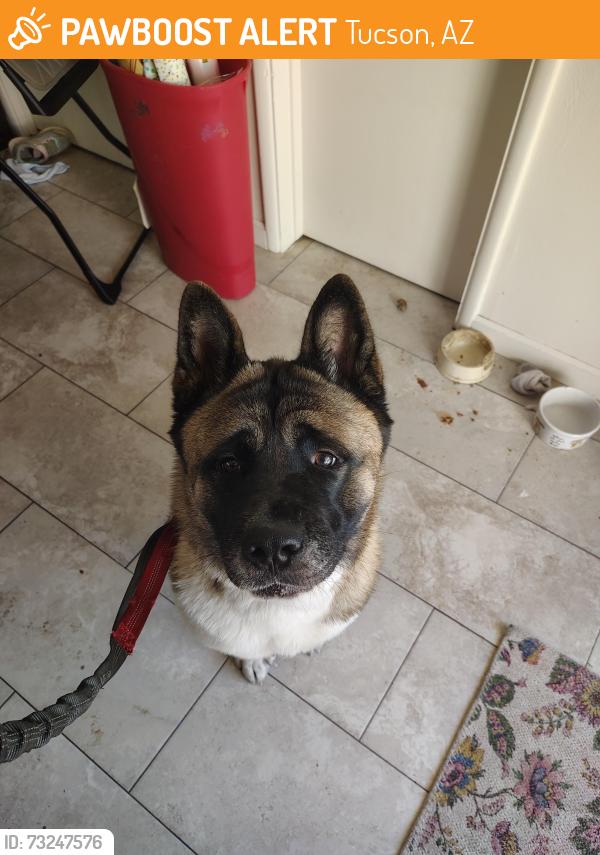 Found/Stray Female Dog last seen Pincrest park, Tucson, AZ 85712