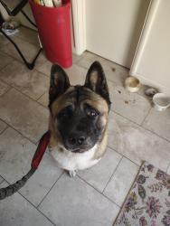 Found/Stray Female Dog last seen Pincrest park, Tucson, AZ 85712