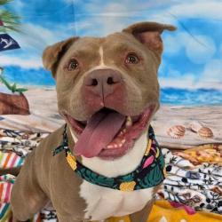 Shelter Stray Male Dog last seen Near, 2600 S Harding St, Indianapolis, IN 46221, USA