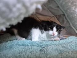 Shelter Stray Male Cat last seen STILLER CT / FERRELL WY, 9150 Union Park Way, Elk Grove, CA 95624, USA