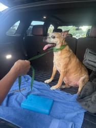 Found/Stray Male Dog last seen Near Kings Road S, St. Augustine, FL 32086