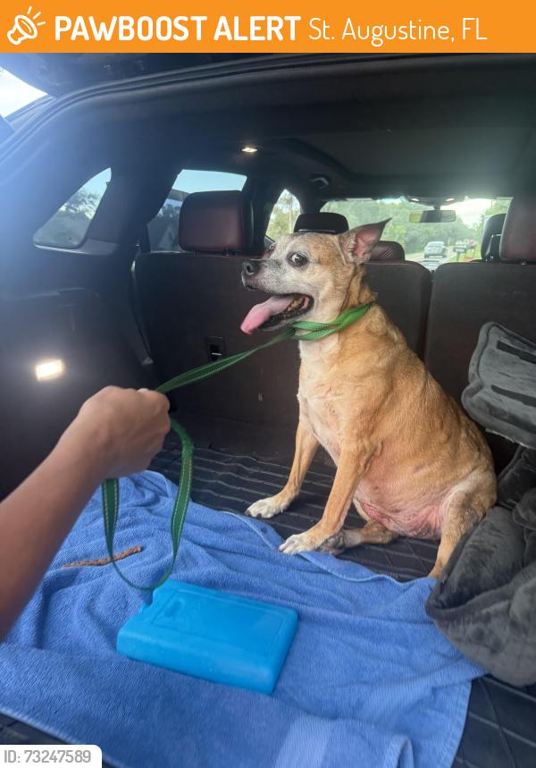 Found/Stray Male Dog last seen Near Kings Road S, St. Augustine, FL 32086