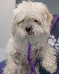 Shelter Stray Male Dog last seen Near BLOCK LEETSDALE DR, DENVER CO 80224, 2080 S Quebec St, Denver, CO 80231, USA