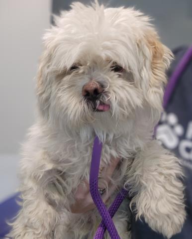Shelter Stray Male Dog last seen Near BLOCK LEETSDALE DR, DENVER CO 80224, 2080 S Quebec St, Denver, CO 80231, USA