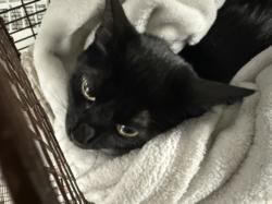 Shelter Stray Female Cat last seen , 14409 Vanowen St, Van Nuys, CA 91405, USA