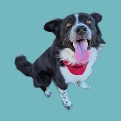 Shelter Stray Male Dog last seen Near BLOCK SHIRLEY LN, BAKERSFIELD CA 93307, 3951 Fruitvale Ave, Bakersfield, CA 93308, USA