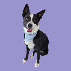 Shelter Stray Female Dog last seen Near BLOCK TAYLOR ST, TAFT CA 93268, 3951 Fruitvale Ave, Bakersfield, CA 93308, USA