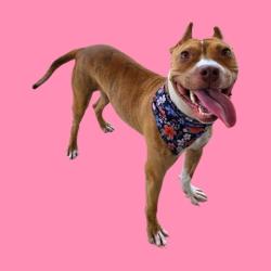 Shelter Stray Female Dog last seen Near BLOCK ROSEDALE HWY, BAKERSFIELD CA 93314, 3951 Fruitvale Ave, Bakersfield, CA 93308, USA