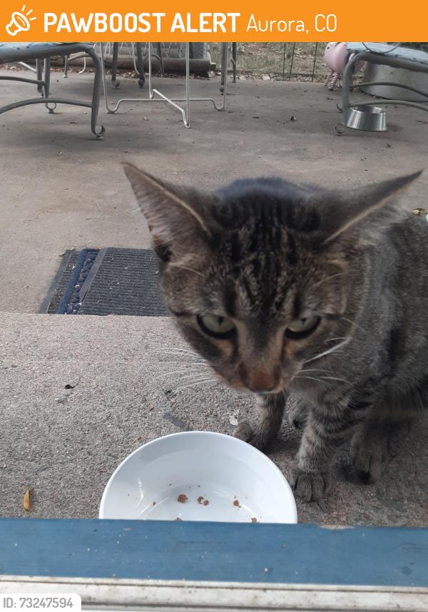 Found/Stray Female Cat last seen Buckley and yale, Aurora, CO 80013