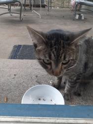 Found/Stray Female Cat last seen Buckley and yale, Aurora, CO 80013