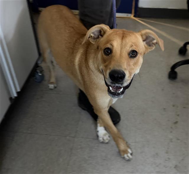 Shelter Stray Female Dog last seen Near BLOCK RUDD AVE, BAKERSFIELD CA 93314, 3951 Fruitvale Ave, Bakersfield, CA 93308, USA