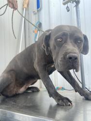 Shelter Stray Female Dog last seen Near BLOCK BUSSELL RD, BAKERSFIELD CA 93314, 3951 Fruitvale Ave, Bakersfield, CA 93308, USA