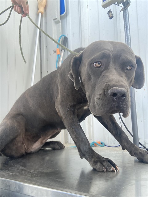 Shelter Stray Female Dog last seen Near BLOCK BUSSELL RD, BAKERSFIELD CA 93314, 3951 Fruitvale Ave, Bakersfield, CA 93308, USA