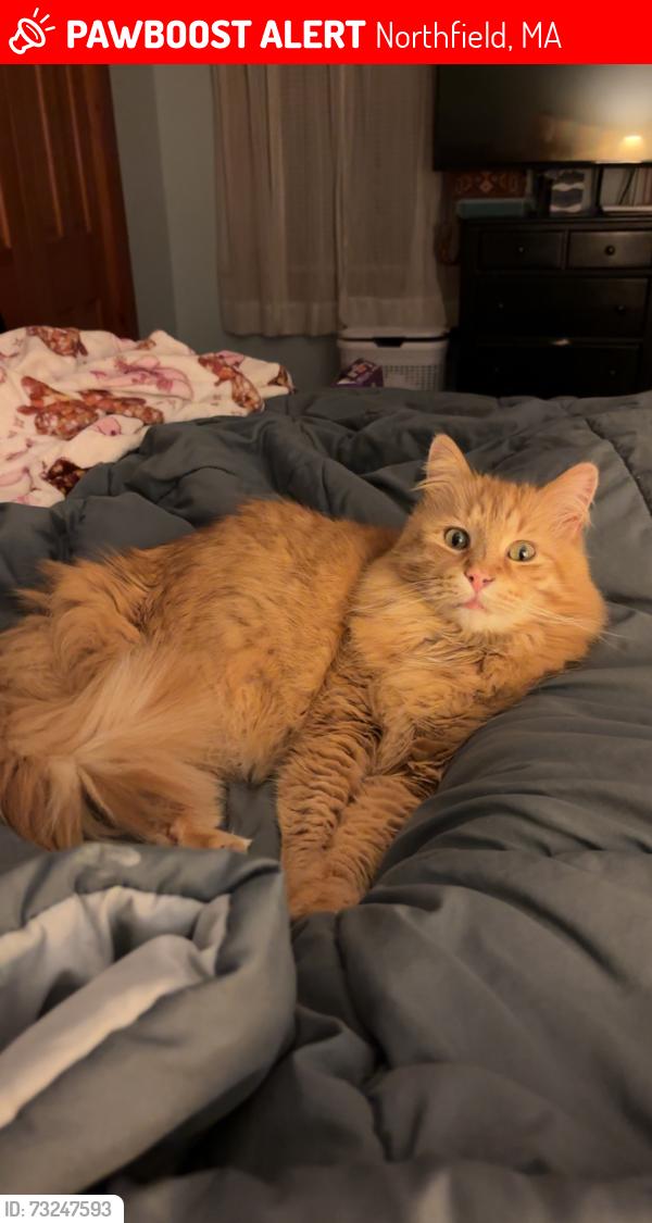 Lost Male Cat last seen South mt rd, Northfield, MA 01360