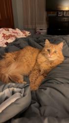 Lost Male Cat last seen South mt rd, Northfield, MA 01360