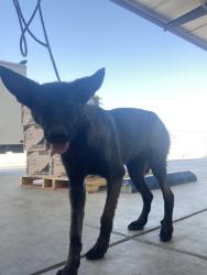 Shelter Stray Female Dog last seen Near BLOCK ORANGE ST, SHAFTER CA 93263, 3951 Fruitvale Ave, Bakersfield, CA 93308, USA