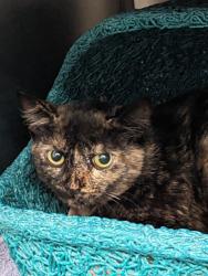 Shelter Stray Female Cat last seen ASHWOOD/BRIARWOOD, 92604, 6443 Oak Canyon, Irvine, CA 92618, USA