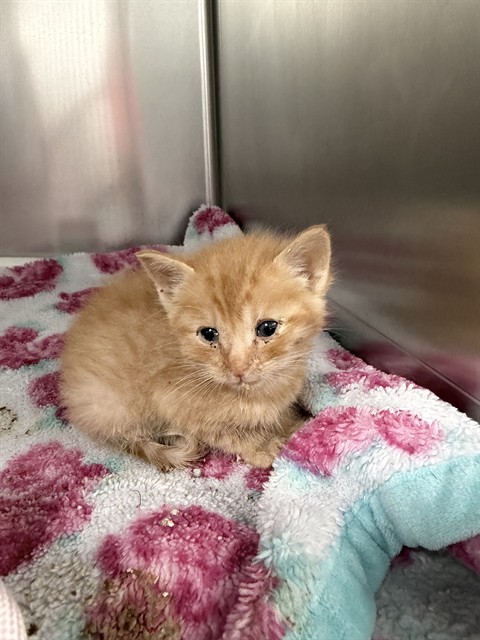 Shelter Stray Male Cat last seen , 201 S Mt Vernon Ave, Bakersfield, CA 93307, USA
