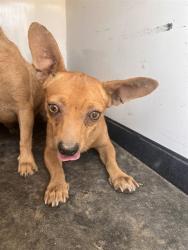 Shelter Stray Female Dog last seen Near BLK PLANZ RD ,BAKERSFIELD, CA, 201 S Mt Vernon Ave, Bakersfield, CA 93307, USA