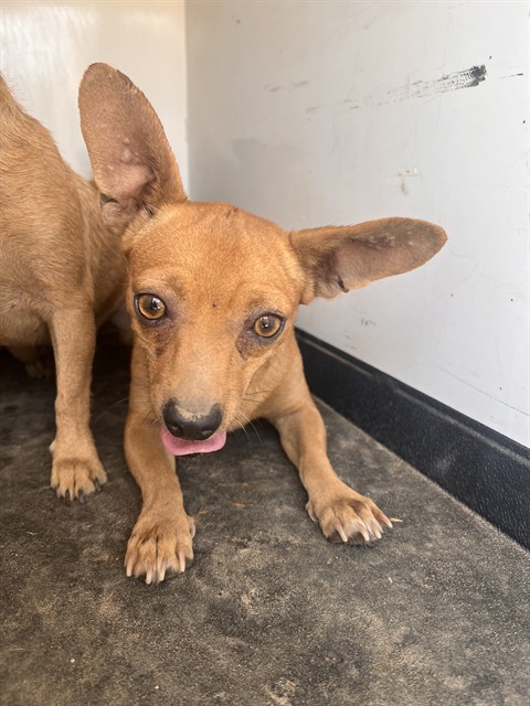 Shelter Stray Female Dog last seen Near BLK PLANZ RD ,BAKERSFIELD, CA, 201 S Mt Vernon Ave, Bakersfield, CA 93307, USA