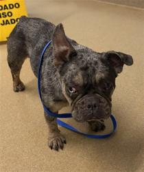 Shelter Stray Female Dog last seen TARGET ON WHIPPLE RD, 16 Barnes Ct, Hayward, CA 94544, USA