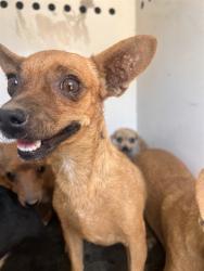 Shelter Stray Female Dog last seen Near BLK PLANZ RD ,BAKERSFIELD, CA, 201 S Mt Vernon Ave, Bakersfield, CA 93307, USA