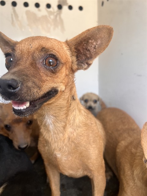 Shelter Stray Female Dog last seen Near BLK PLANZ RD ,BAKERSFIELD, CA, 201 S Mt Vernon Ave, Bakersfield, CA 93307, USA
