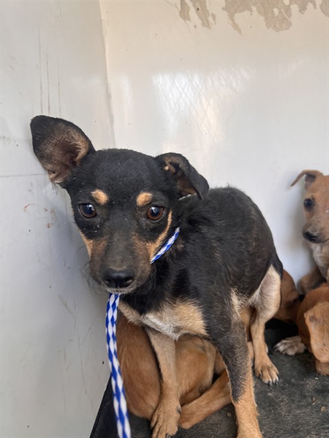 Shelter Stray Female Dog last seen Near BLK PLANZ RD ,BAKERSFIELD, CA, 201 S Mt Vernon Ave, Bakersfield, CA 93307, USA