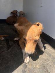 Shelter Stray Unknown Dog last seen Near BLK PLANZ RD ,BAKERSFIELD, CA, 201 S Mt Vernon Ave, Bakersfield, CA 93307, USA