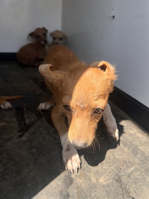 Shelter Stray Unknown Dog last seen Near BLK PLANZ RD ,BAKERSFIELD, CA, 201 S Mt Vernon Ave, Bakersfield, CA 93307, USA
