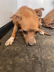 Shelter Stray Unknown Dog last seen Near BLK PLANZ RD ,BAKERSFIELD, CA, 201 S Mt Vernon Ave, Bakersfield, CA 93307, USA