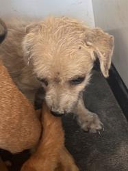 Shelter Stray Male Dog last seen Near BLK PLANZ RD ,BAKERSFIELD, CA, 201 S Mt Vernon Ave, Bakersfield, CA 93307, USA