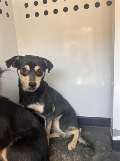 Shelter Stray Male Dog last seen Near BLK PLANZ RD ,BAKERSFIELD, CA, 201 S Mt Vernon Ave, Bakersfield, CA 93307, USA
