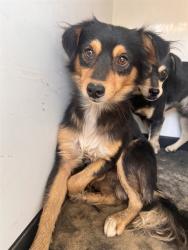 Shelter Stray Male Dog last seen Near BLK PLANZ RD ,BAKERSFIELD, CA, 201 S Mt Vernon Ave, Bakersfield, CA 93307, USA