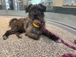 Shelter Stray Male Dog last seen , 3201 Lacy St, Los Angeles, CA 90031, USA
