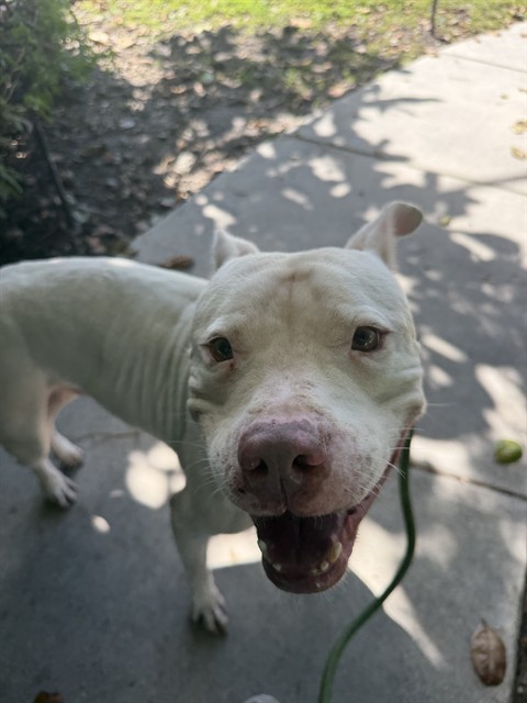 Shelter Stray Male Dog last seen Near BLOCK PENNSYLVANIA AVE, 3599 NW 79th Ave, Doral, FL 33122, USA
