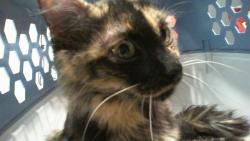 Shelter Stray Female Cat last seen CHARLOTTE, 8315 Byrum Dr, Charlotte, NC 28217, USA