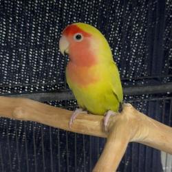 Shelter Stray Female Bird last seen , 600 Aviation Dr, Camarillo, CA 93010, USA