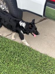 Found/Stray Male Dog last seen Neighbors road, Dunn, NC 28334