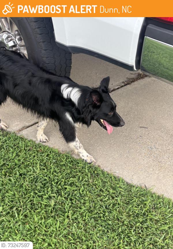 Found/Stray Male Dog last seen Neighbors road, Dunn, NC 28334